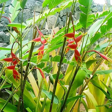 La Selvita منزل للإقامة *