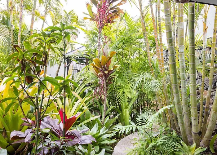 Séjour chez l'habitant La Selvita Bajamar (La Laguna)