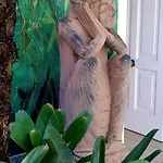 La Selvita * Bajamar (La Laguna)